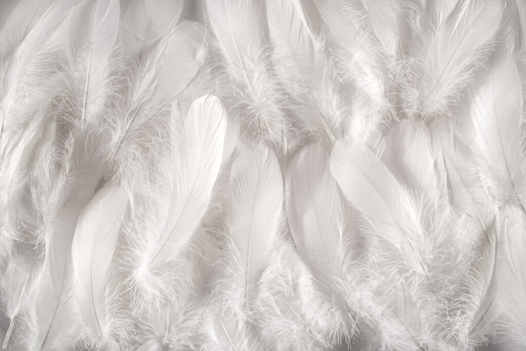 white feathers